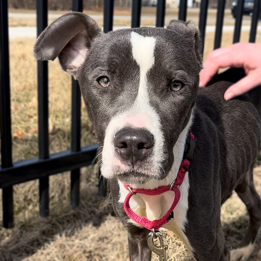 Picture of a grey and white Pitbull